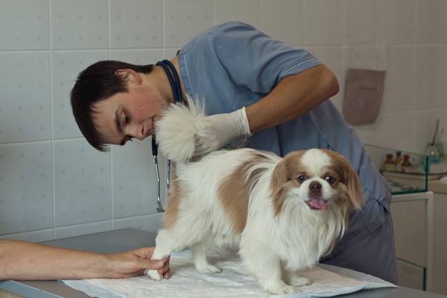 воспаление параанальных желез у собак