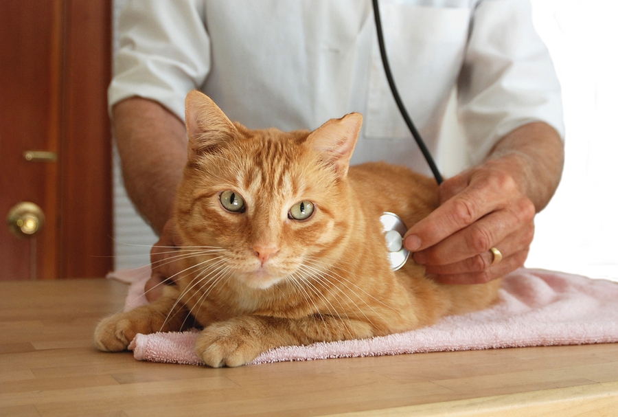 хламидиоз у кошек симптомы и лечение