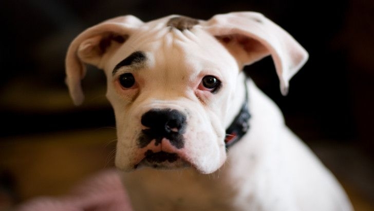 почему у собаки пахнет из ушей