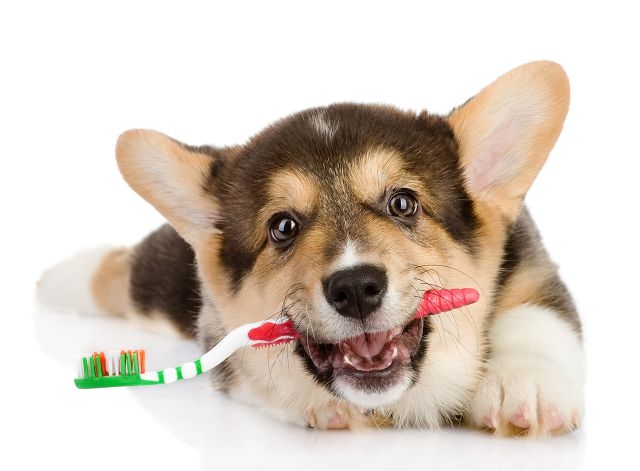 зубная паста для собак от зубного камня