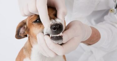 Чистка зубов собаке