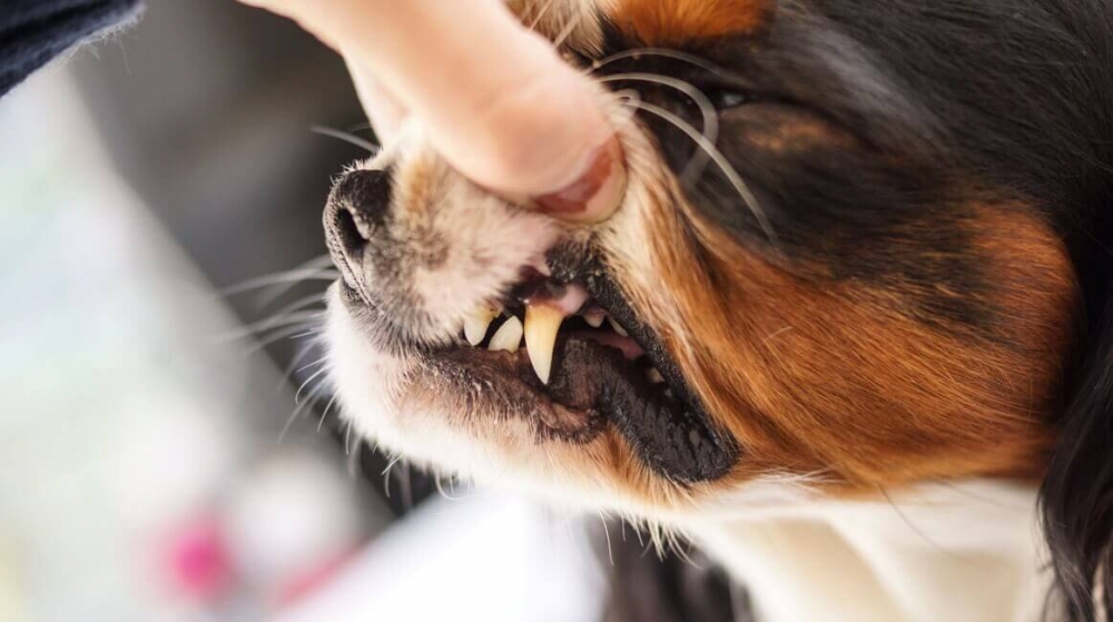 удаление зубного камня у собак