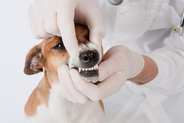 как почистить зубы собаке в домашних условиях