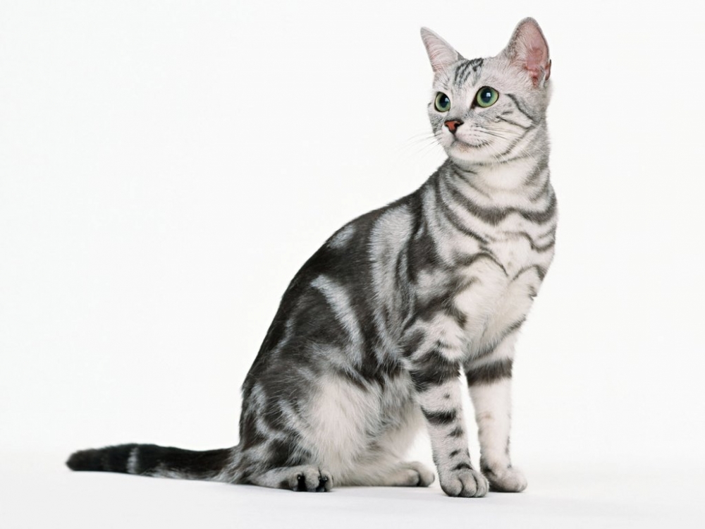 американская короткошерстная кошка фото
