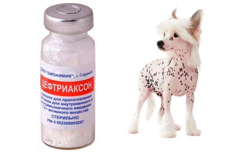 антибиотики для собак в таблетках