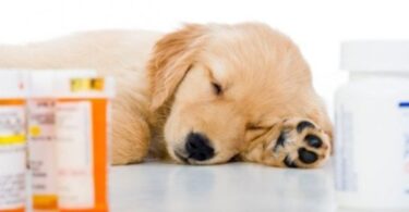 Антибиотик для собак