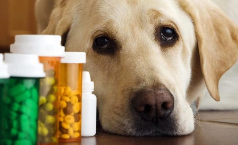 антибиотики для собак в таблетках