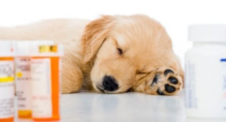 антибиотик для собак широкого спектра действия