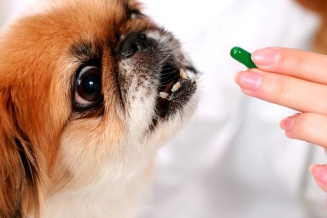 дерматит у собаки симптомы фото лечение