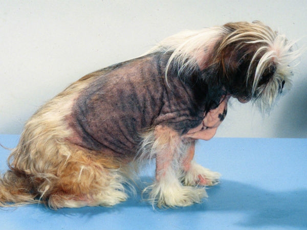 дерматит у собаки симптомы фото лечение