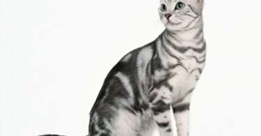Порода кошек Табби