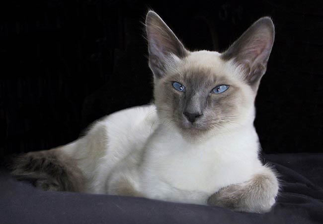 балинезийская порода кошек