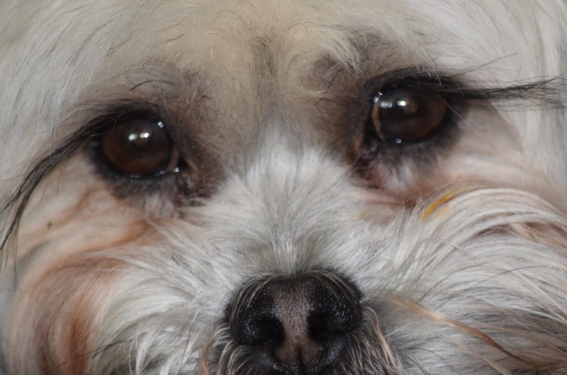 болезни глаз у собак