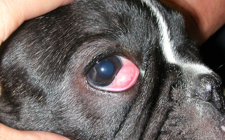 заболевания глаз у собак