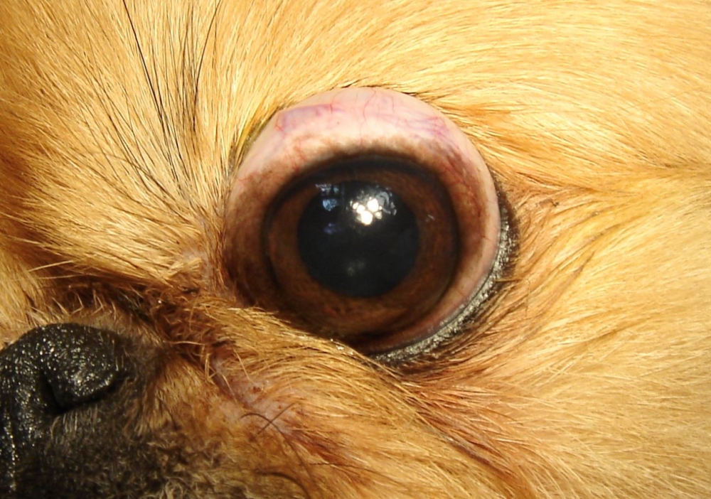 у собаки воспалился глаз чем лечить