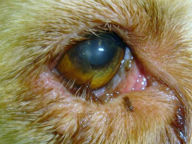 воспаление глаза у собаки