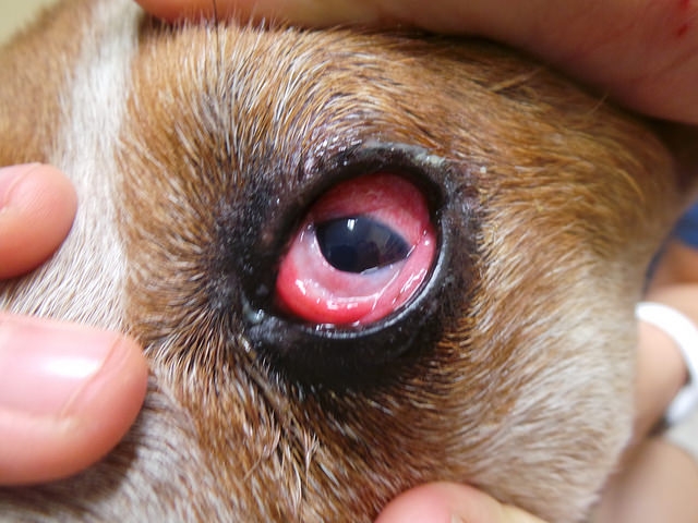 у собаки воспалился глаз чем лечить