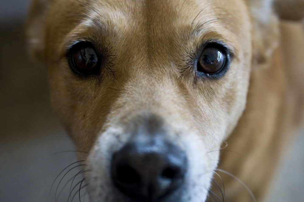 заболевания глаз у собак