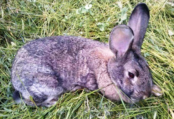 болезни кроликов опасные для человека
