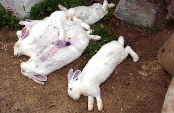 болезни кроликов опасные для человека