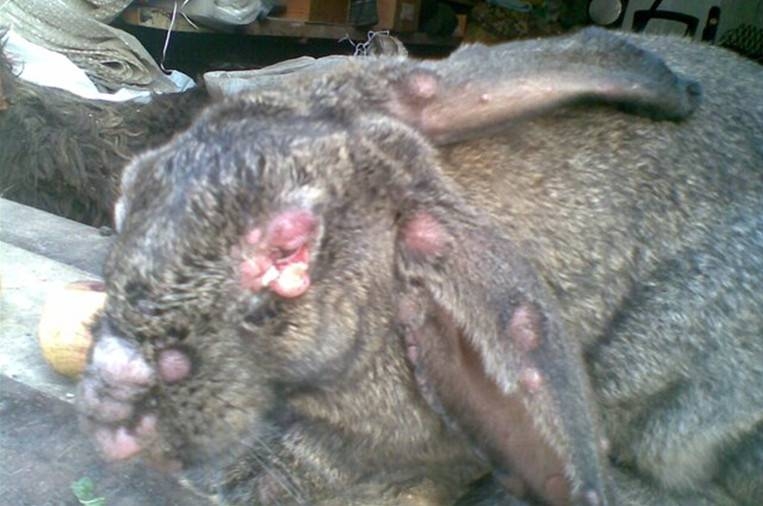 болезни кроликов симптомы и их лечение фото