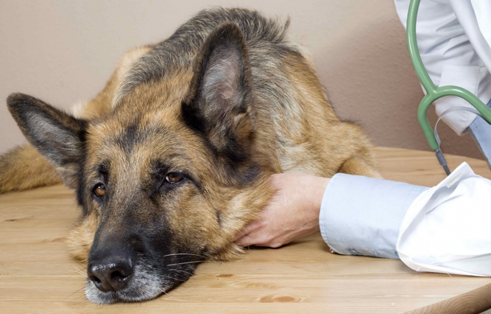 болезни собак и их признаки