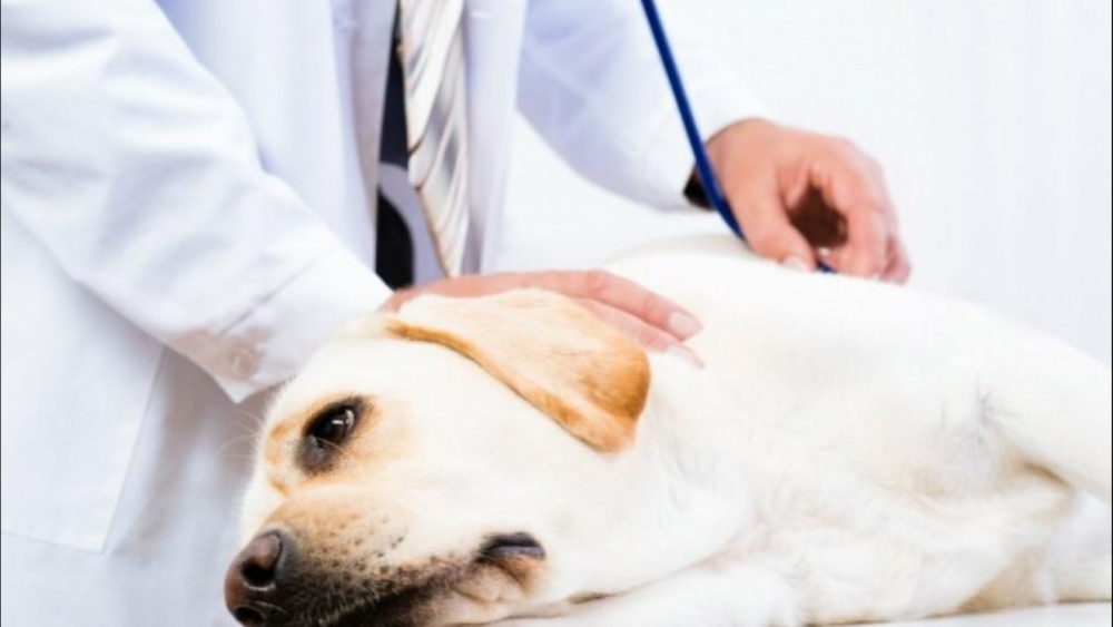 болезни старых собак и их симптомы