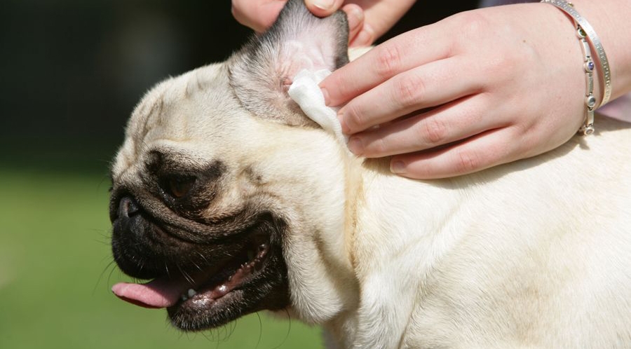 ушные болезни у собак симптомы и лечение