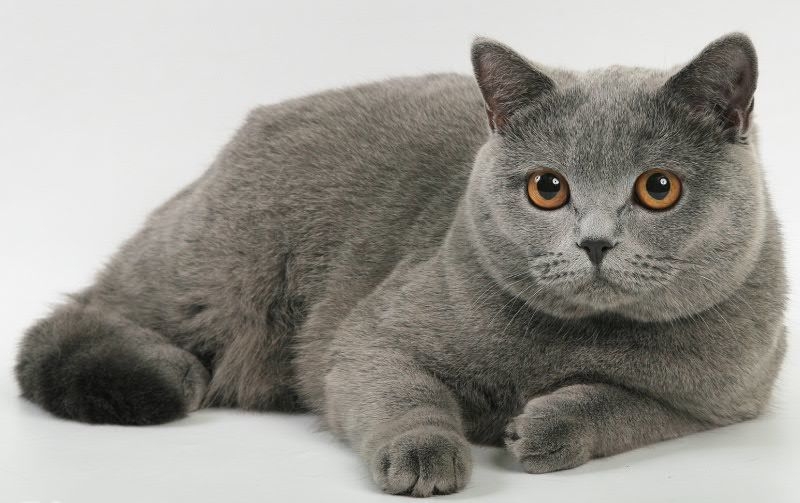 британская мраморная кошка фото