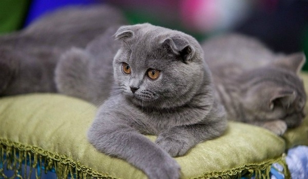 британская вислоухая кошка фото голубая