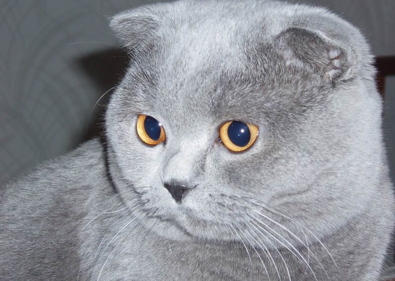 британская вислоухая кошка фото голубая