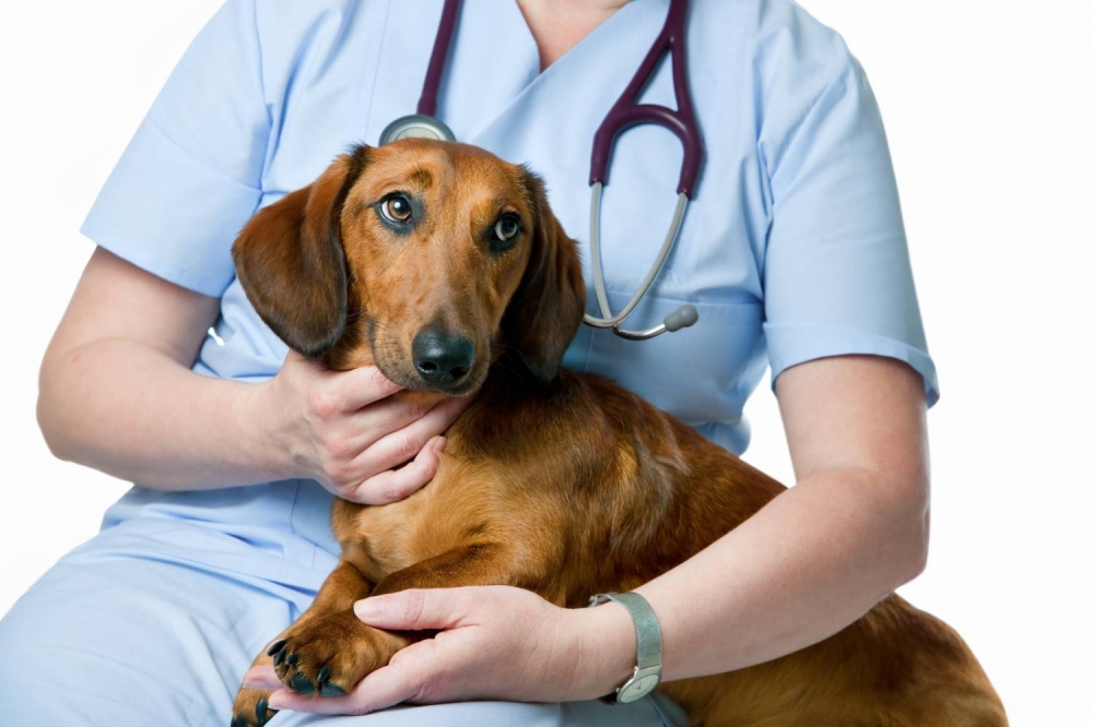 бруцеллез у собак симптомы