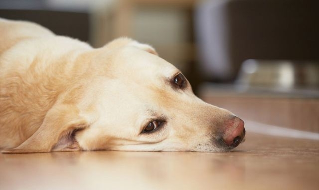 бруцеллез у собак симптомы