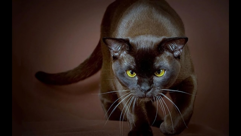 бурманская кошка описание породы и характера