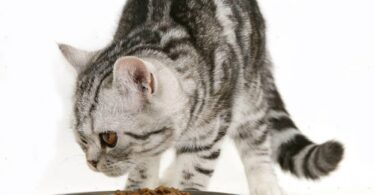 Питание кастрированных котов