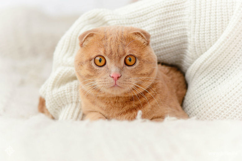 Шотландская вислоухая кошка: описание породы, характер, способности ...