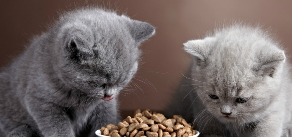 Чем кормить шотландского котенка в 2 месяца?