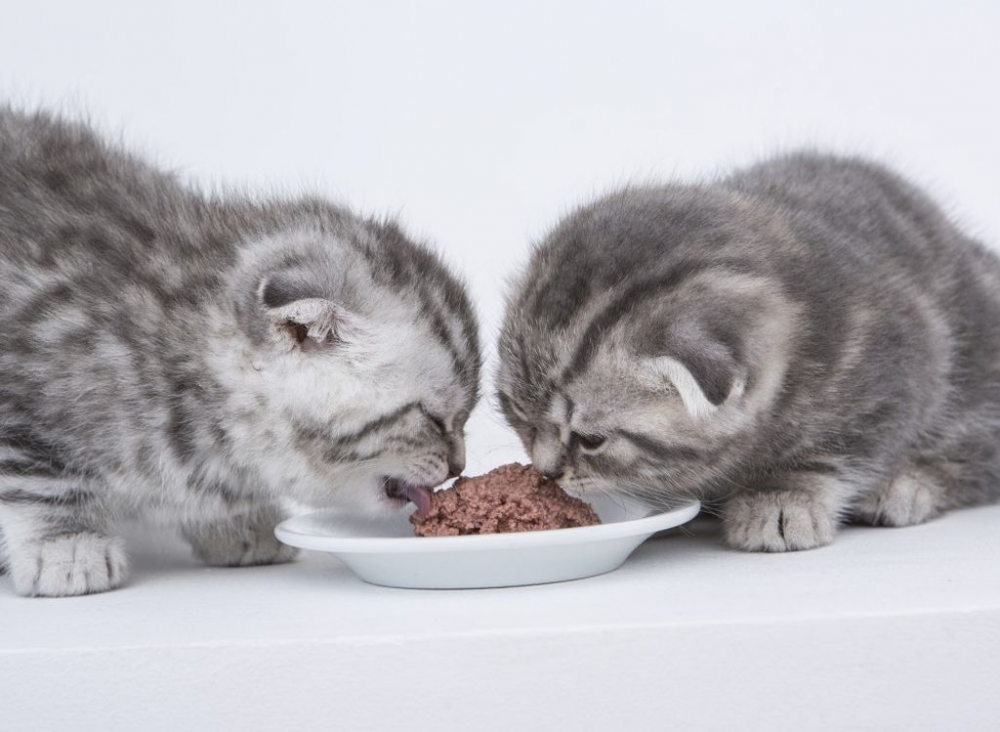 Шотландские вислоухие котята: каким кормом кормить, питание, как ...