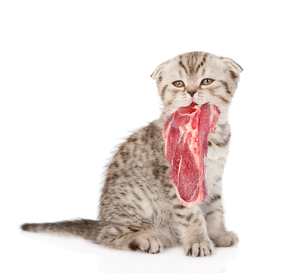 Комнатный хищник — можно ли давать коту сырое мясо? — Кот Обормот