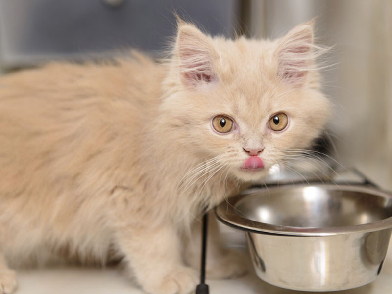Чем кормить котенка от двух месяцев и старше?