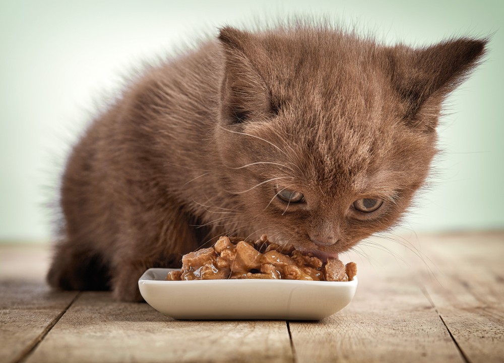 Чем кормить шотландского вислоухого котенка - полезные советы