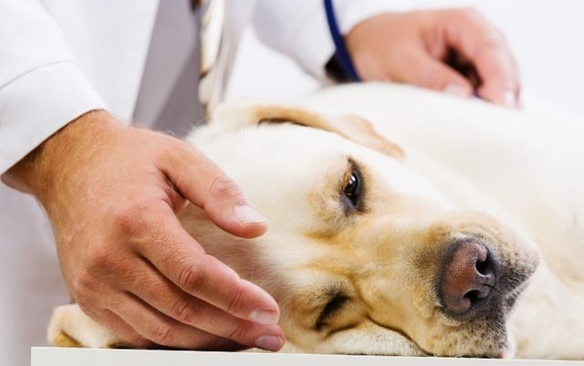 антибиотики при цистите у собак