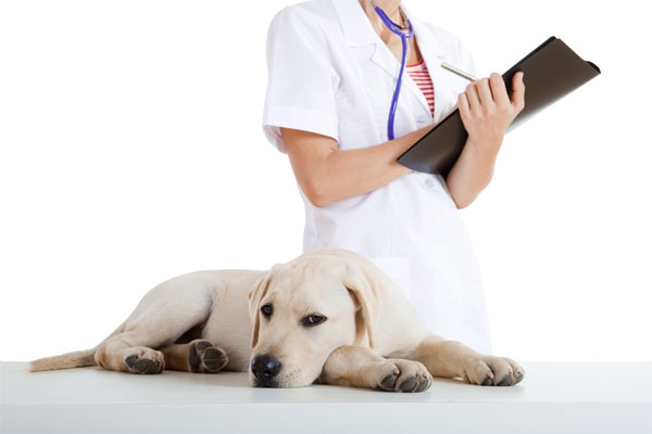 лечение цистита у собак в домашних условиях