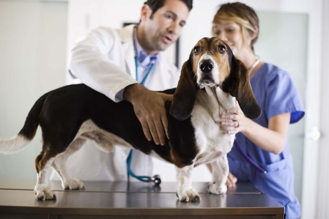 дископатия у собак симптомы и лечение