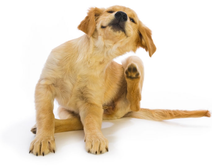 экзема у собаки лечение в домашних условиях