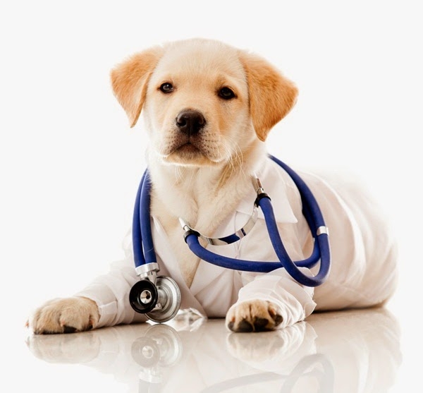 эндометрит у собаки симптомы и лечение