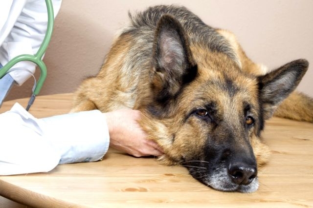 эндометрит у собаки симптомы и лечение