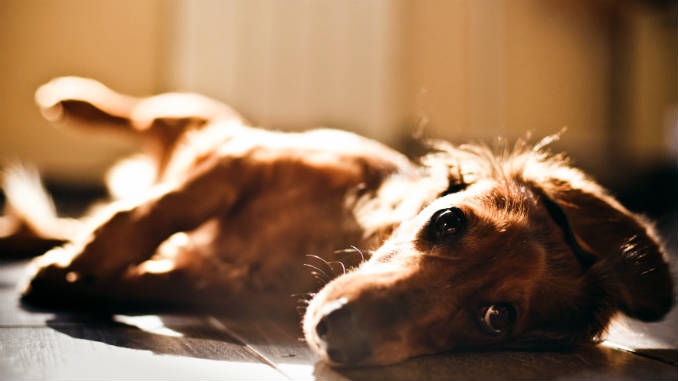 эпилепсия у собак лечение как прекратить приступы