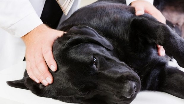 эпилепсия у собак симптомы и лечение