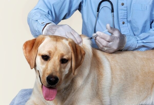 таблетки от эпилепсии для собак
